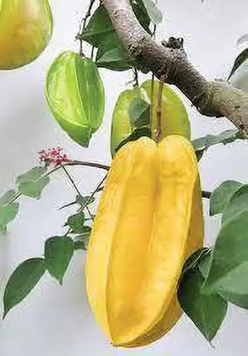 Aro Carambola, Star fruit Seed(15 per packet)