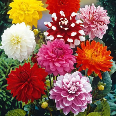 Arshiayat Dahlia hybrid flower seed 67 Seed(67 per packet)