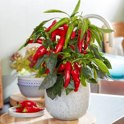 Biosnyg F1 Hybrid Galaxy Red Chilli Seeds for Home Gardening-(2000 Seeds) Seed(2000 per packet)