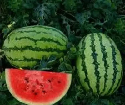 Siddhivinayak Express Watermelon fruit seeds Seed(75 per packet)