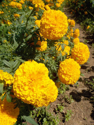 HOIVA marigold/gende ka phool flower seeds Seed(50 per packet)