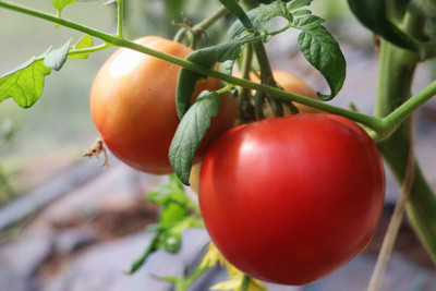 usdeepar retrail tomato Seed(75 per packet)