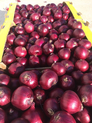 Quentova Red Onion Super Nasik-KGF-8C Seed(300 per packet)