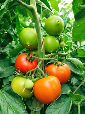 SOWCAN tomato Seed(100 per packet)