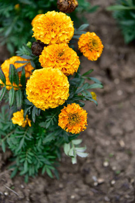 Oliver marigold/gende ka phool flower seeds Seed(50 per packet)
