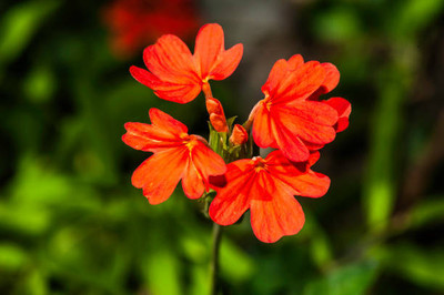 Dr Arya kanakambaram-firecracker-crossandra Seed(23 per packet)