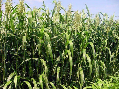 BSARKAR Hybrid best quality Sudan grass Seed(100 per packet)