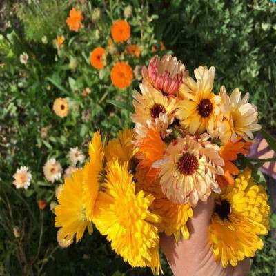 CRGO CALENDULA Seed(20 per packet)