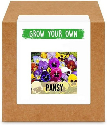 CYBEXIS Pansy-50 Seeds Seed(50 per packet)