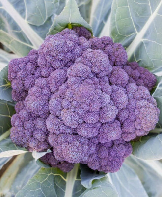 WILLVINE NKR -I Heirloom Purple Broccoli for Planting[100g, 30000 Seeds] Seed(30000 per packet)