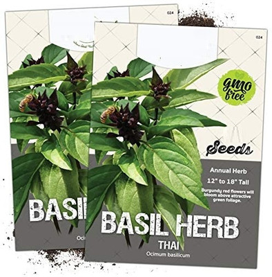 WILLVINE Thai Basil Herb (Ocimum basilicum)-2 x Packet Seed(200 per packet)