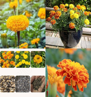 ibains Marigold mixed color seeds pack of 80 Seed(40 per packet)