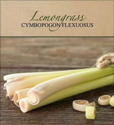 VibeX XL-29 - Lemon Grass/Lemongrass - (2250 Seeds) Seed(2250 per packet)
