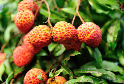 MAA LITCHI,LICHEE,LYCHEE Seed(10 per packet)