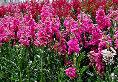 LPR STOCK Seed(10 per packet)