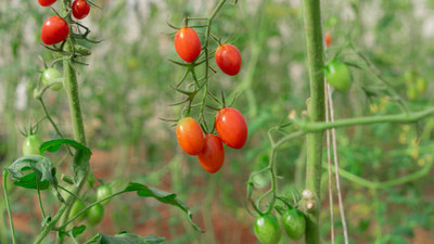 PLANTBEES tomato Seed(145 per packet)