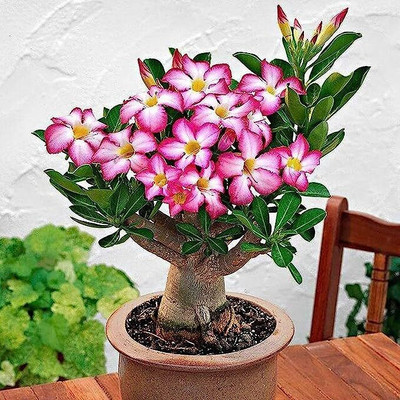 DIVINE ADENIUM Seed(100 per packet)