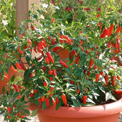 CYBEXIS Hybrid Hot Pepper Apache Chilli Seeds2400 Seeds Seed(2400 per packet)