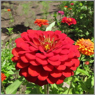 CRGO ZINNIA Seed(80 per packet)