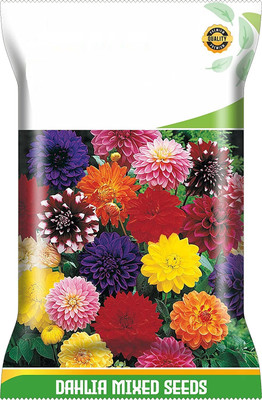 CYBEXIS Dahlia Mignon Mix Flower Mix Seed Seed(50 per packet)