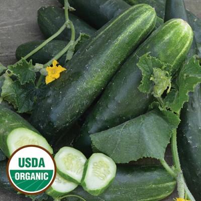 WHYGI Japanese Climbing Cucumber Seeds-CuC_1692 Seed(500 per packet)