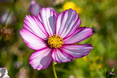 ZIXA Cosmos Candystripe Seed(10 per packet)