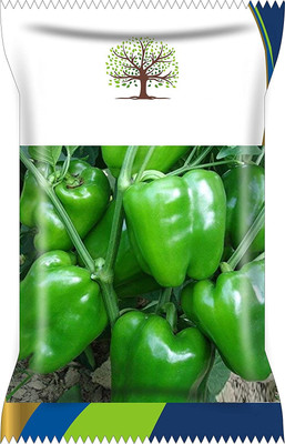 CYBEXIS XLL-1 - Green Capsicum Bell Pepper Shimla Mirch - (1350 Seeds) Seed(1350 per packet)