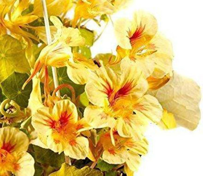 CYBEXIS Nasturtium Alaska Salmon Orange Seeds Seed(1 g)