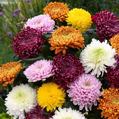 BDSresolve Chrysanthemum flower seeds all colours PACK OF 6 Seed(6 per packet)