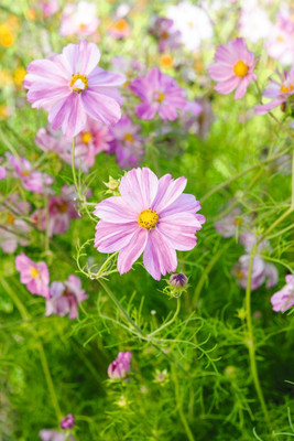 Quentova Cosmos bipinnatus Rosetta Seed(100 per packet)