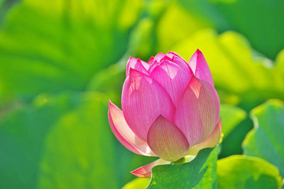 nizex lotus,kamal gatta Seed(15 per packet)