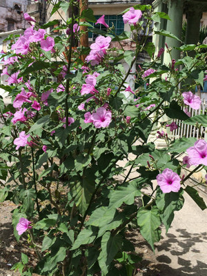 ZIXA Ipomoea purpurea Seed(20 per packet)