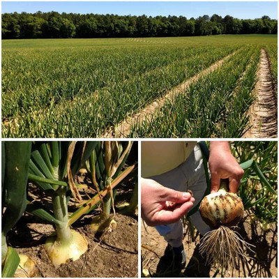 VibeX ® XLR-632 Spring Sweet Candy Onions Seed(1000 per packet)