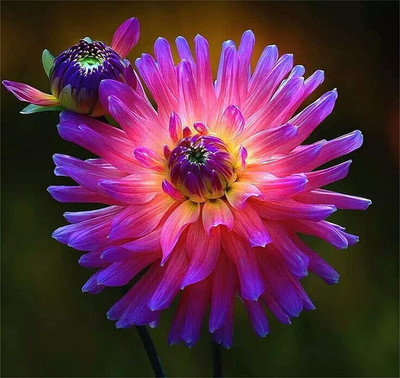 CYBEXIS Flower Seeds Dahlia Seeds Compound Petals Multi-Color Mixed Seed(50 per packet)