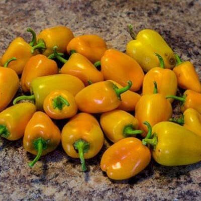 Biosnyg Yellow Miniature Capsicum Bell Pepper Seeds-200 Seeds/1gm Seed(200 per packet)