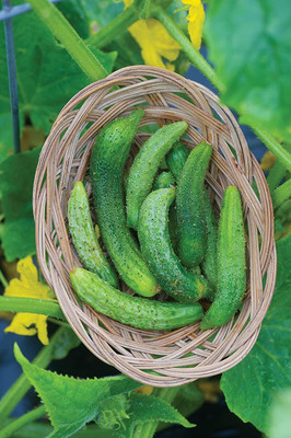 VibeX ® RXI-613 Parisian Cucumber Seeds Seed(200 per packet)