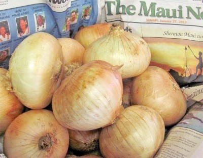 VibeX ® VMR-274 Maui Sweet Onion Seeds Organic Seed(1000 per packet)