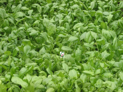 ActrovaX Seeds of Hybrid Spinacia Oleracea Leaf Rich Palak [2gm Seeds] Seed(2 g)