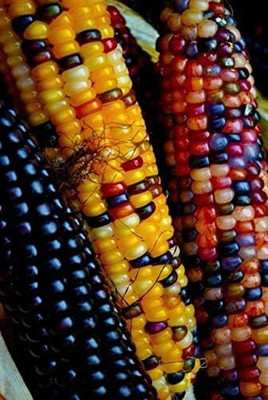 WILLVINE GOI -XI Corn Montana Mix Heirloom for Salads-[25g] Seed(100 per packet)