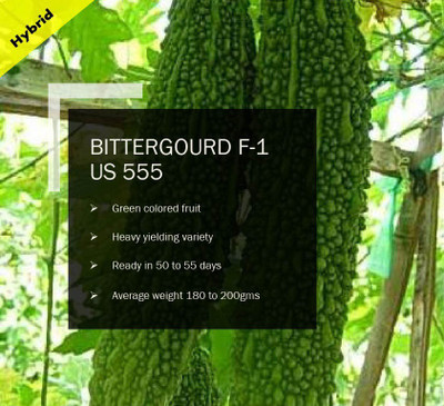 CYBEXIS BITTERGOURD F-1 PUAS-555 SEEDS(100 Seeds) Seed(100 per packet)