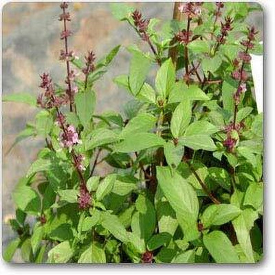 LPR TULSI, BASIL SEEDS Seed(200 per packet)