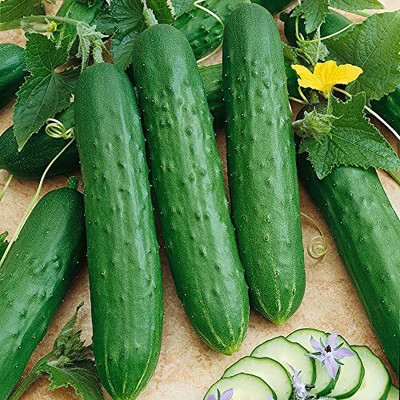 CYBEXIS LX-30 - Saladmore Bush Hybrid Cucumber - (150 Seeds) Seed(150 per packet)