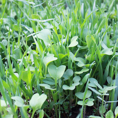 WILLVINE XLL-287 Mizuna Spinach Mustard Seed(500 per packet)