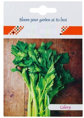 WILLVINE Celery Hybrid Seed-(5000 Seeds) Seed(5000 per packet)