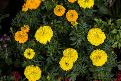 THH marigold/gende ka phool flower seeds Seed(75 per packet)
