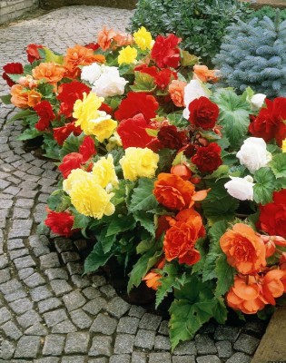 Qualtivate KGF -54 Mixed Double Begonia Seeds Seed(25 per packet)