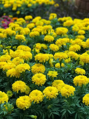 Siel marigold/gende ka phool flower seeds Seed(75 per packet)