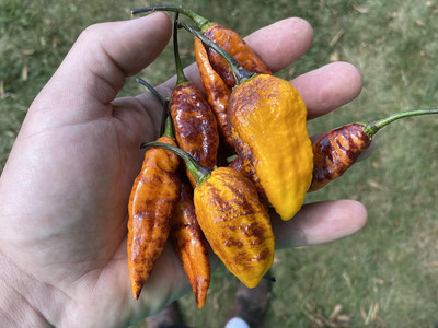 Biosnyg Easy to Grow Halloween Spooky Hot Pepper Seeds For Planting-(2000 Seeds) Seed(2000 per packet)