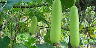 Aywal Lauki/Lau/Clabash Seed(160 per packet)
