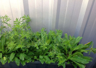 CYBEXIS XLL-86 - Culantro Mexican Coriander - (750 Seeds) Seed(750 per packet)